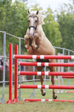Genç safkan at, üreme yarışına atlıyor. 