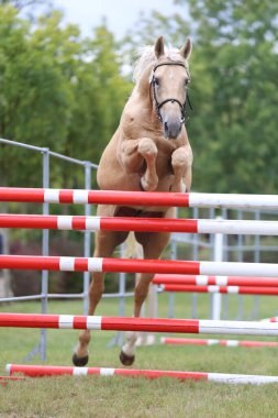 Genç safkan at, üreme yarışına atlıyor. 