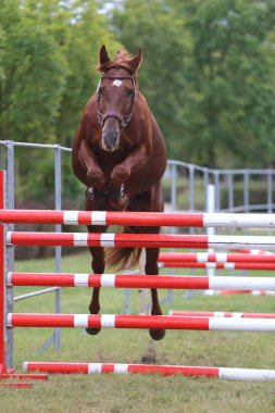 Genç safkan at, üreme yarışına atlıyor. 