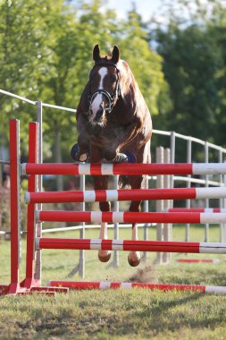 Genç safkan at, üreme yarışına atlıyor. 