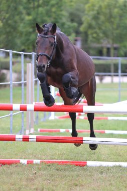 Genç safkan at, üreme yarışına atlıyor. 