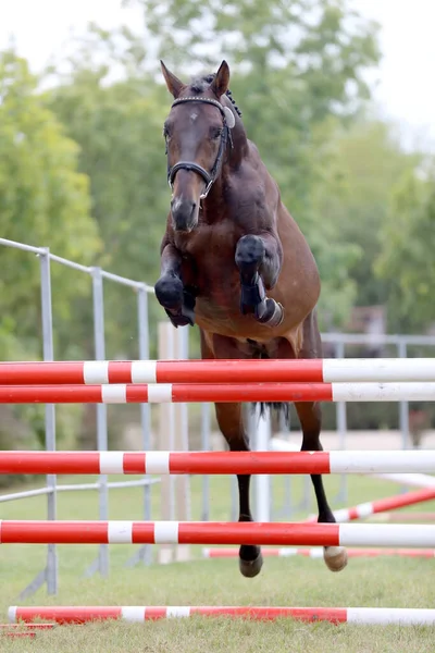 Young purebred horse loose jumping on breeders event