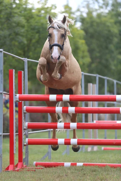 Молодой Чистокровный Конь Прыгающий Парашютом — стоковое фото