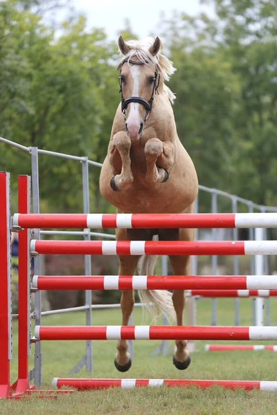 Genç safkan at, üreme yarışına atlıyor. 