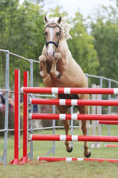 若いですPurebreeded馬緩いジャンプオンブリーダーイベント — ストック写真