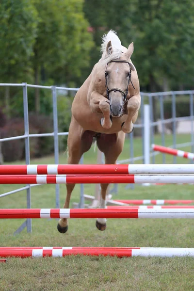 Młody Koń Czystej Krwi Skacze Luźno Zawodach Hodowlanych — Zdjęcie stockowe