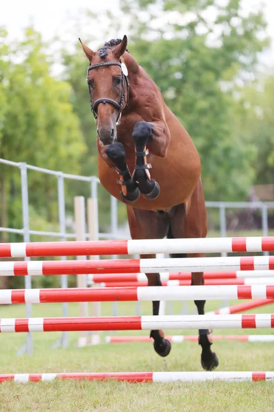 Giovane Cavallo Razza Pura Sciolto Saltare Allevatori Evento — Foto Stock