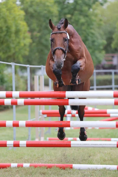 Ung Renrasig Häst Lös Hoppning Uppfödare Händelse — Stockfoto