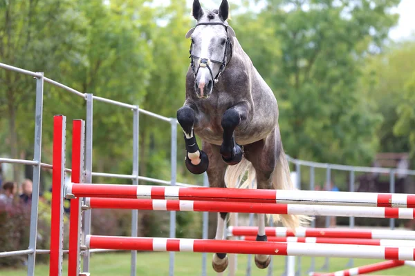Ung Renrasig Häst Lös Hoppning Uppfödare Händelse — Stockfoto