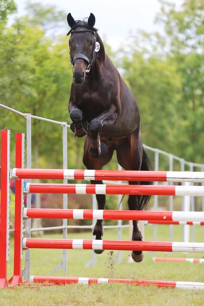 Ung Renrasig Häst Lös Hoppning Uppfödare Händelse — Stockfoto