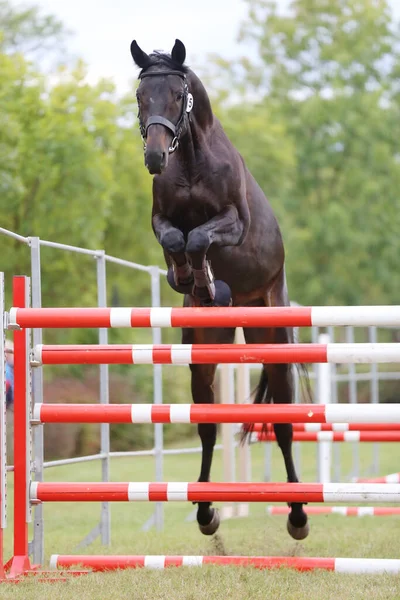 Jeune Cheval Race Lâche Saut Sur Événement Éleveurs — Photo