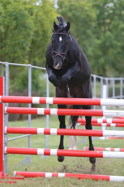 Young purebred horse loose jumping on breeders event