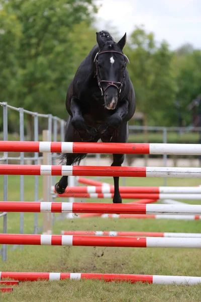 Ung Renrasig Häst Lös Hoppning Uppfödare Händelse — Stockfoto