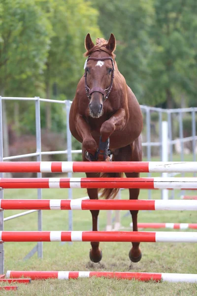 Ung Renrasig Häst Lös Hoppning Uppfödare Händelse — Stockfoto