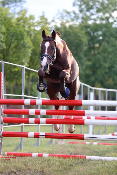 Young purebred horse loose jumping on breeders event