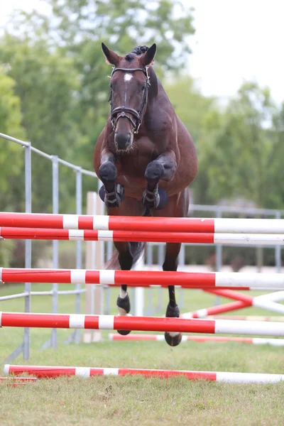 Young purebred horse loose jumping on breeders event