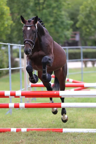 Young purebred horse loose jumping on breeders event