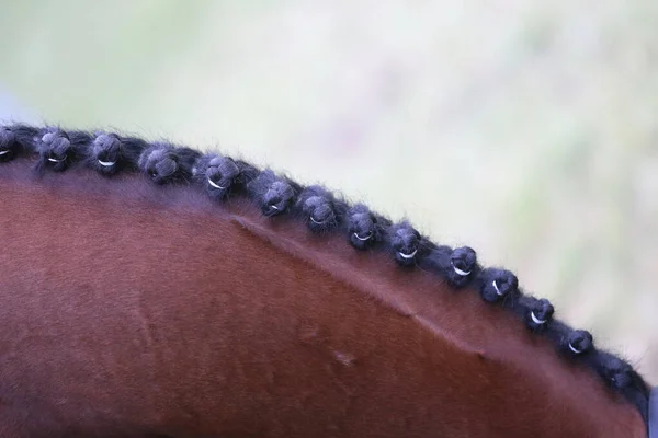 Gevlochten Manen Voor Dressuur Vlechten Zorgt Voor Een Esthetisch Aantrekkelijke — Stockfoto