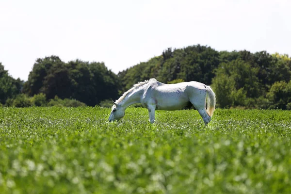 Старая Липиццанская Лошадь Пасется Сельской Животноводческой Ферме — стоковое фото
