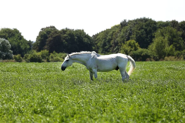 Velmi Staré Lipizzan Kůň Pastvy Venkově Zvířat Farmy — Stock fotografie