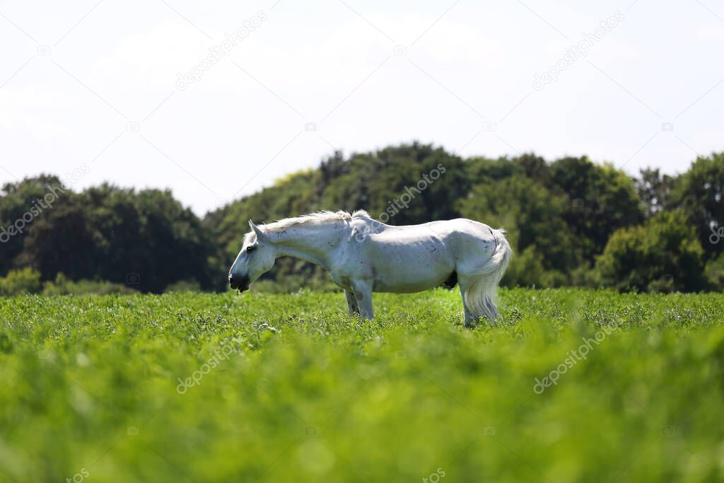 White veteran lipizzan horse grazing on a green meadow