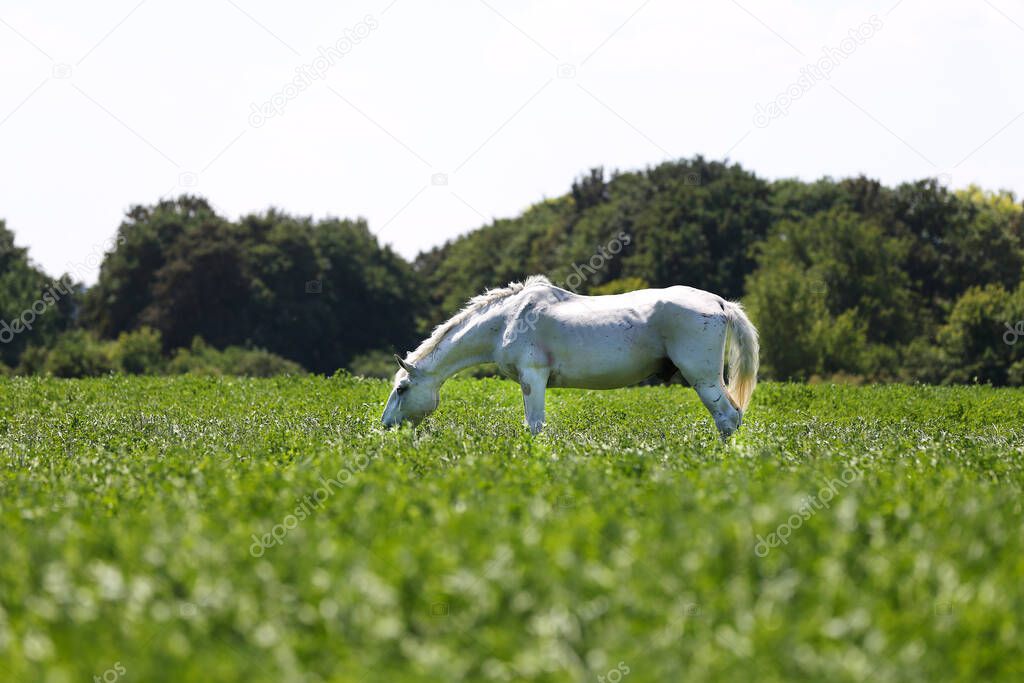 Very old lipizzan horse grazes on rural animal farm
