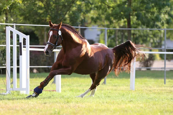 Rara Raza Joven Pura Silla Montar Caballo Corre Galope Hierba —  Fotos de Stock