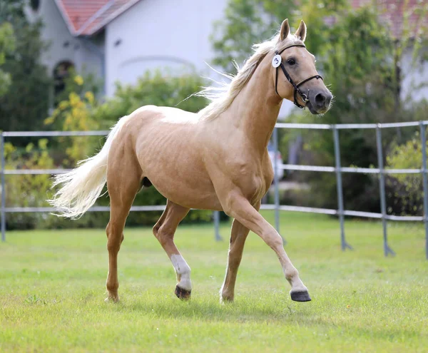Rare Breed Young Purebred Saddle Horse Runs Gallop Grass Summer — Stock Photo, Image