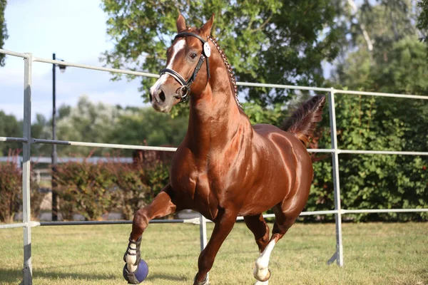 Raça Rara Jovem Puro Cavalo Sela Corre Galope Grama Corra — Fotografia de Stock