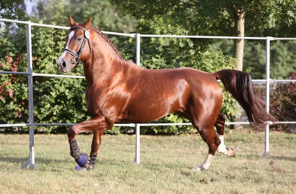 Rare Breed Young Purebred Saddle Horse Runs Gallop Grass Summer — Stock Photo, Image