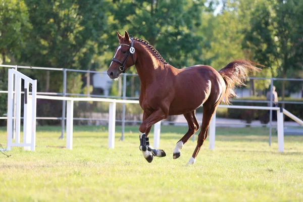 Sällsynta Ras Unga Renrasiga Sadel Häst Löper Galopp Gräs Sommar — Stockfoto