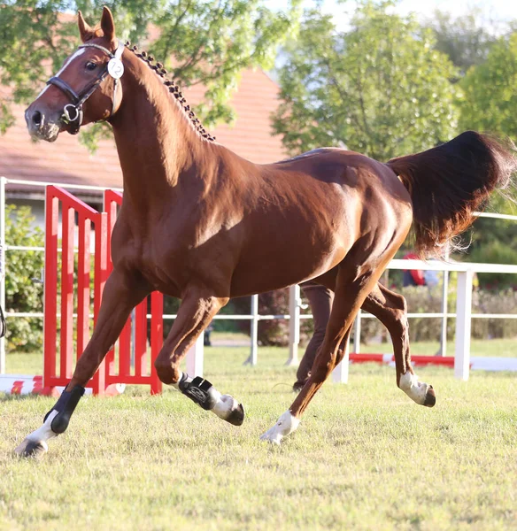 Purebred horse runs gallop in summer corral between metal fences