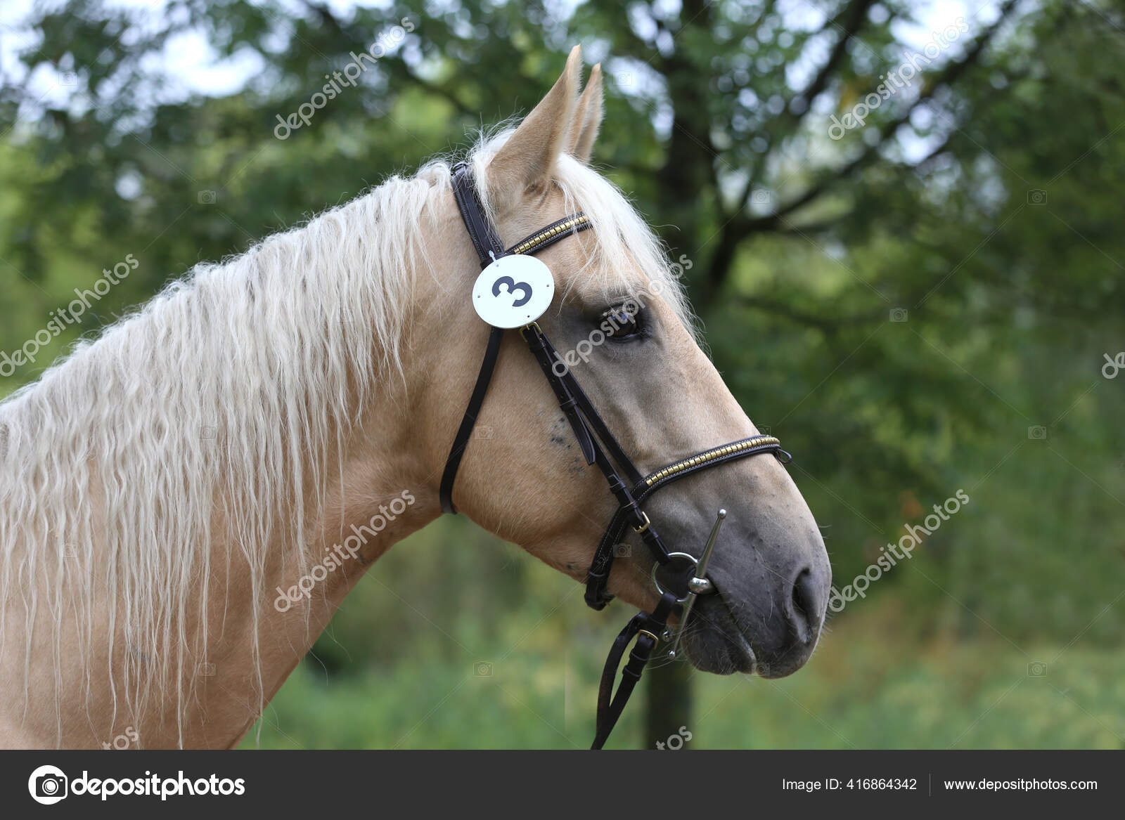 纯种马的漂亮脸蛋美丽的种马的肖像一匹马的头像马头特写繁殖试验夏季户外时间 图库照片 C Accept001