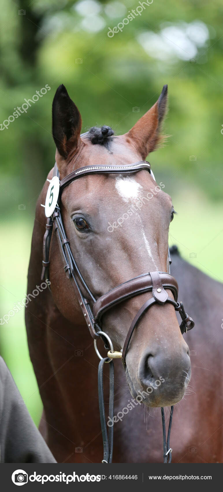 纯种马的漂亮脸蛋美丽的种马的肖像一匹马的头像马头特写繁殖试验夏季户外时间 图库照片 C Accept001