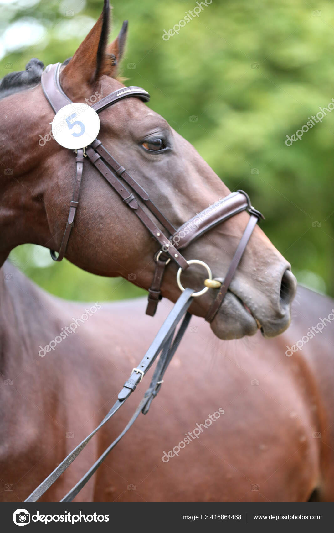 纯种马的漂亮脸蛋美丽的种马的肖像一匹马的头像马头特写繁殖试验夏季户外时间 图库照片 C Accept001