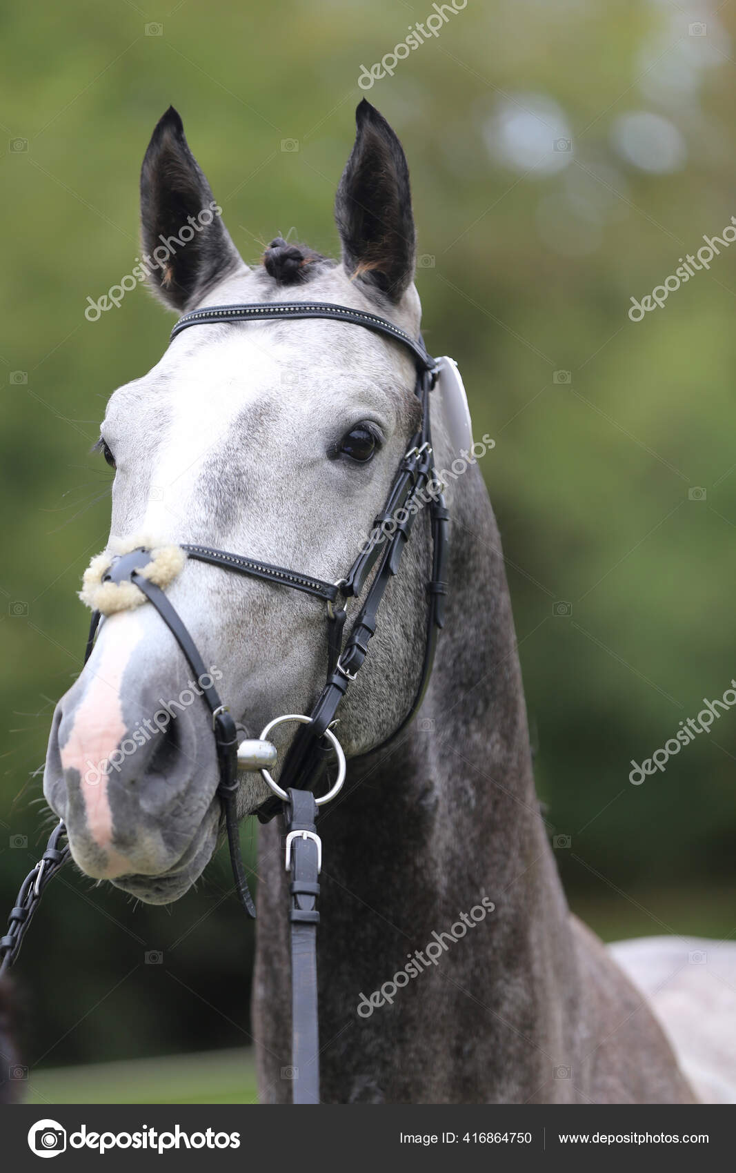 纯种马的漂亮脸蛋美丽的种马的肖像一匹马的头像马头特写繁殖试验夏季户外时间 图库照片 C Accept001