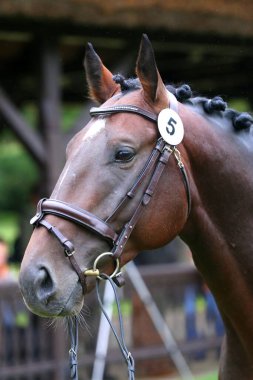 Safkan bir atın güzel yüzü. Güzel aygır portresi. Tek bir atın kafasından. At kafası, yaz mevsiminde açık havada üreme testinde yakın plan portresi.