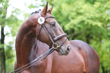 Safkan bir atın güzel yüzü. Güzel aygır portresi. Tek bir atın kafasından. At kafası, yaz mevsiminde açık havada üreme testinde yakın plan portresi.