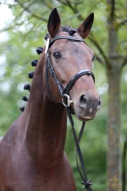 Safkan bir atın güzel yüzü. Güzel aygır portresi. Tek bir atın kafasından. At kafası, yaz mevsiminde açık havada üreme testinde yakın plan portresi.