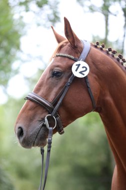 Safkan bir atın güzel yüzü. Güzel aygır portresi. Tek bir atın kafasından. At kafası, yaz mevsiminde açık havada üreme testinde yakın plan portresi.