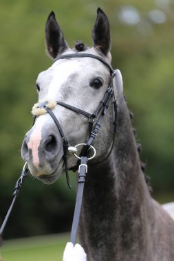 Safkan bir atın güzel yüzü. Güzel aygır portresi. Tek bir atın kafasından. At kafası, yaz mevsiminde açık havada üreme testinde yakın plan portresi.