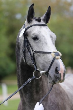 Safkan bir atın güzel yüzü. Güzel aygır portresi. Tek bir atın kafasından. At kafası, yaz mevsiminde açık havada üreme testinde yakın plan portresi.