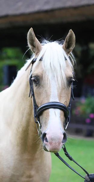 Beautiful face of a purebred horse. Portrait of beautiful stallion. A head shot of a single horse. Horse head close up portrait on breeding test summer time outdoor