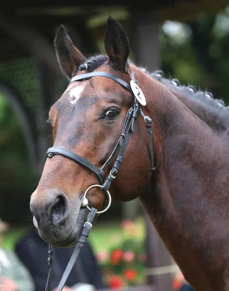 Vackert Ansikte Renrasig Häst Porträtt Vacker Hingst Ett Skott Häst — Stockfoto