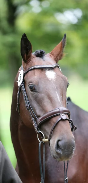 Beautiful face of a purebred horse. Portrait of beautiful stallion. A head shot of a single horse. Horse head close up portrait on breeding test summer time outdoor