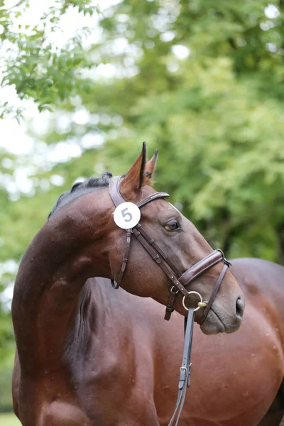 Beautiful face of a purebred horse. Portrait of beautiful stallion. A head shot of a single horse. Horse head close up portrait on breeding test summer time outdoor