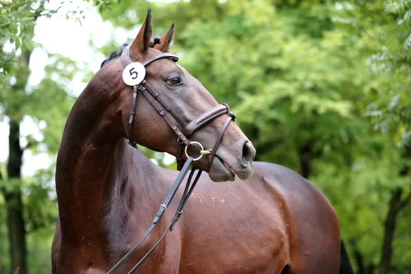 Hermosa Cara Caballo Pura Raza Retrato Hermoso Semental Tiro Cabeza — Foto de Stock