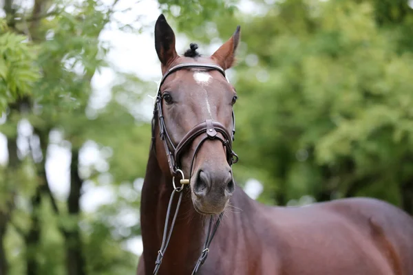 Beautiful face of a purebred horse. Portrait of beautiful stallion. A head shot of a single horse. Horse head close up portrait on breeding test summer time outdoor