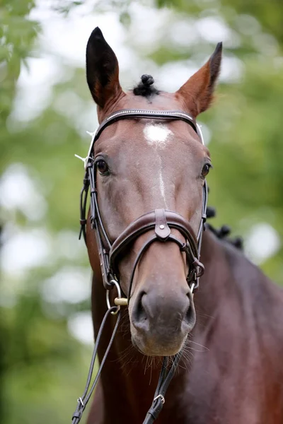 Prachtig Gezicht Van Een Volbloed Paard Portret Van Een Prachtige — Stockfoto
