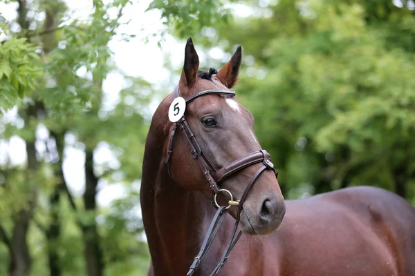 純血種の馬の美しい顔 美しい石柱の肖像画 一頭の馬の頭を撃たれた 馬頭クローズアップポートレート上繁殖テスト夏時間屋外 — ストック写真